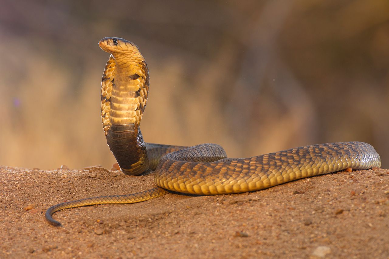 An Egyptian cobra.Credit: Getty