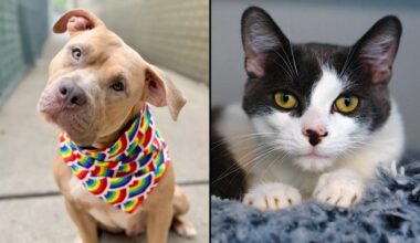 Lucky Charm, left, and Vanilla Pudding, right. (Courtesy of the NYCACC)