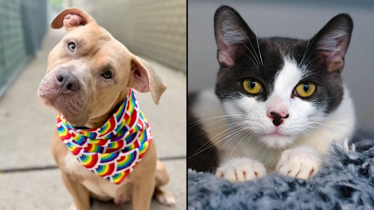 Lucky Charm, left, and Vanilla Pudding, right. (Courtesy of the NYCACC)