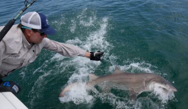 Researchers catch sharks off the Hamptons to attach trackers – NBC New York