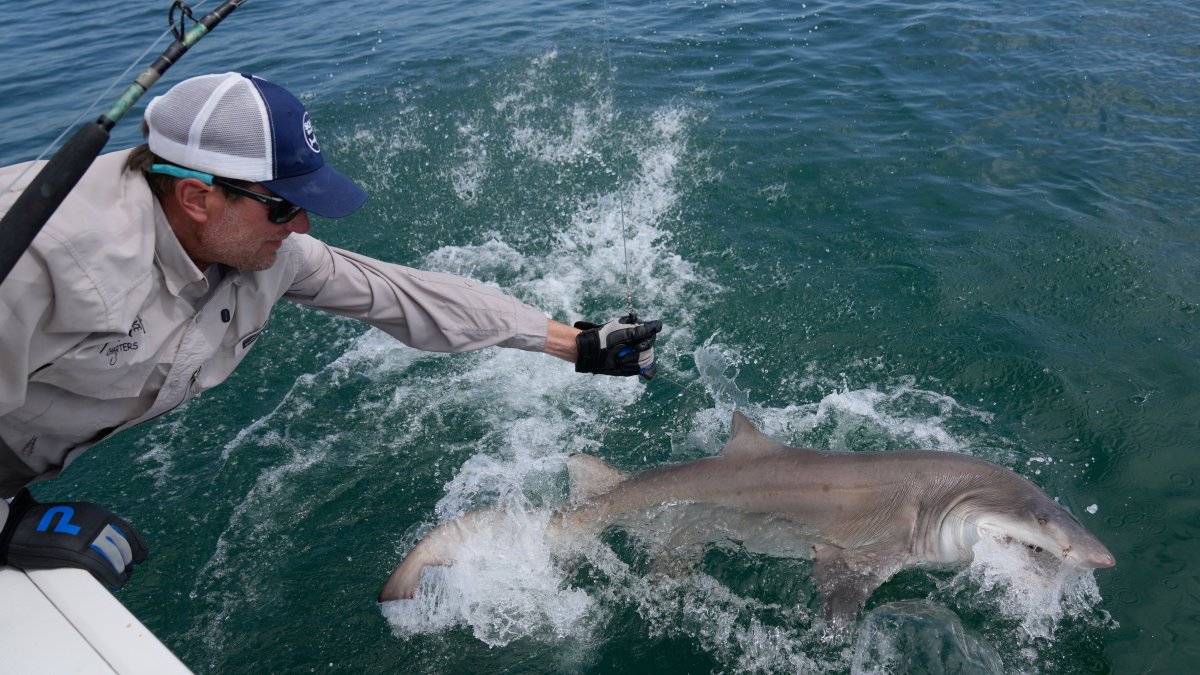 Researchers catch sharks off the Hamptons to attach trackers – NBC New York