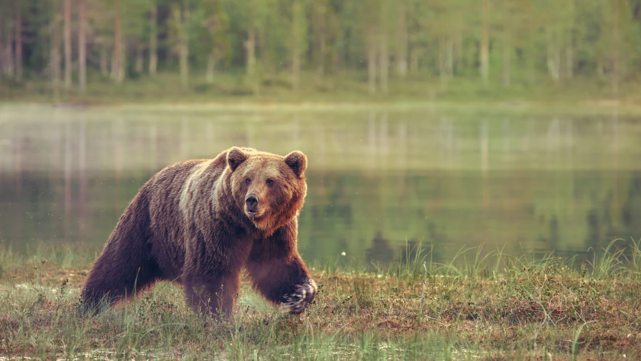 New York early big and small game hunting seasons begin