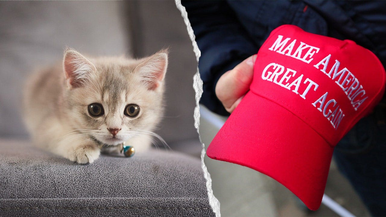 NYC kitten rescue bans MAGA adopters, and PETA calls for policy to end