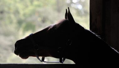 Man Arrested with 25 Horses Bound for Canadian Slaughterhouse