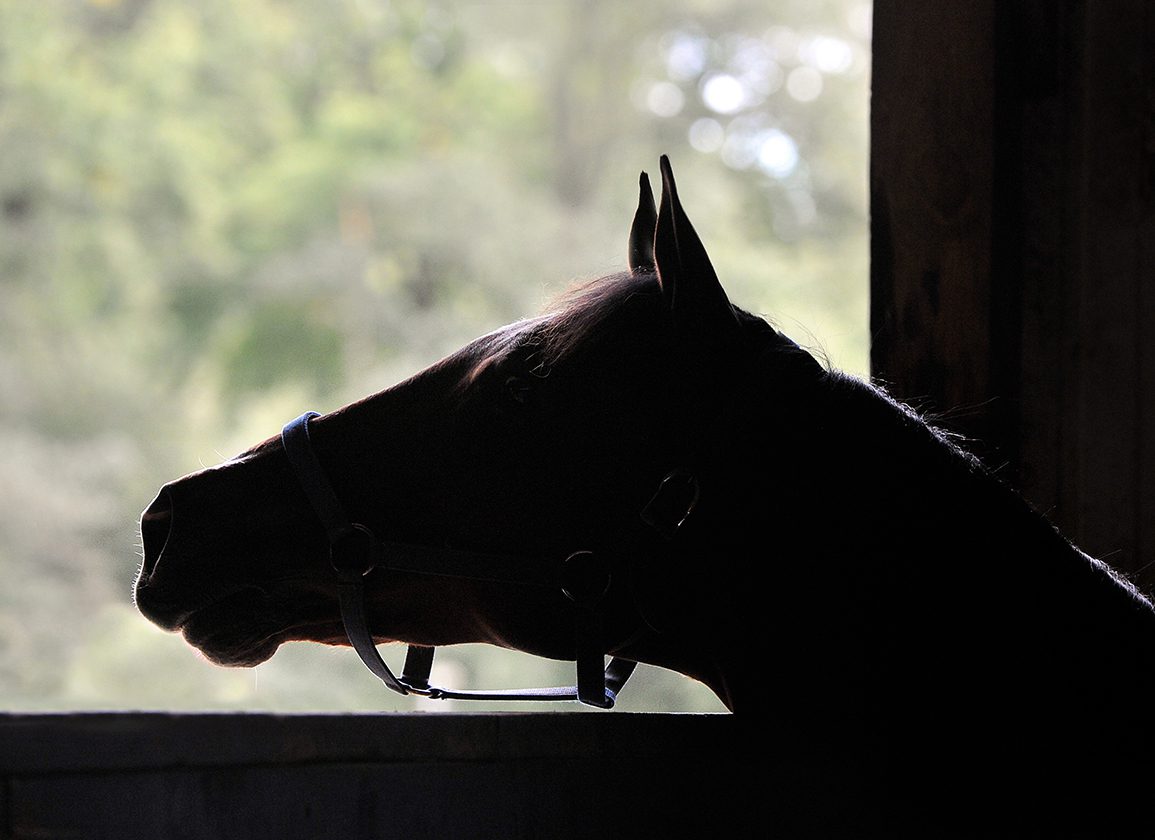 Man Arrested with 25 Horses Bound for Canadian Slaughterhouse