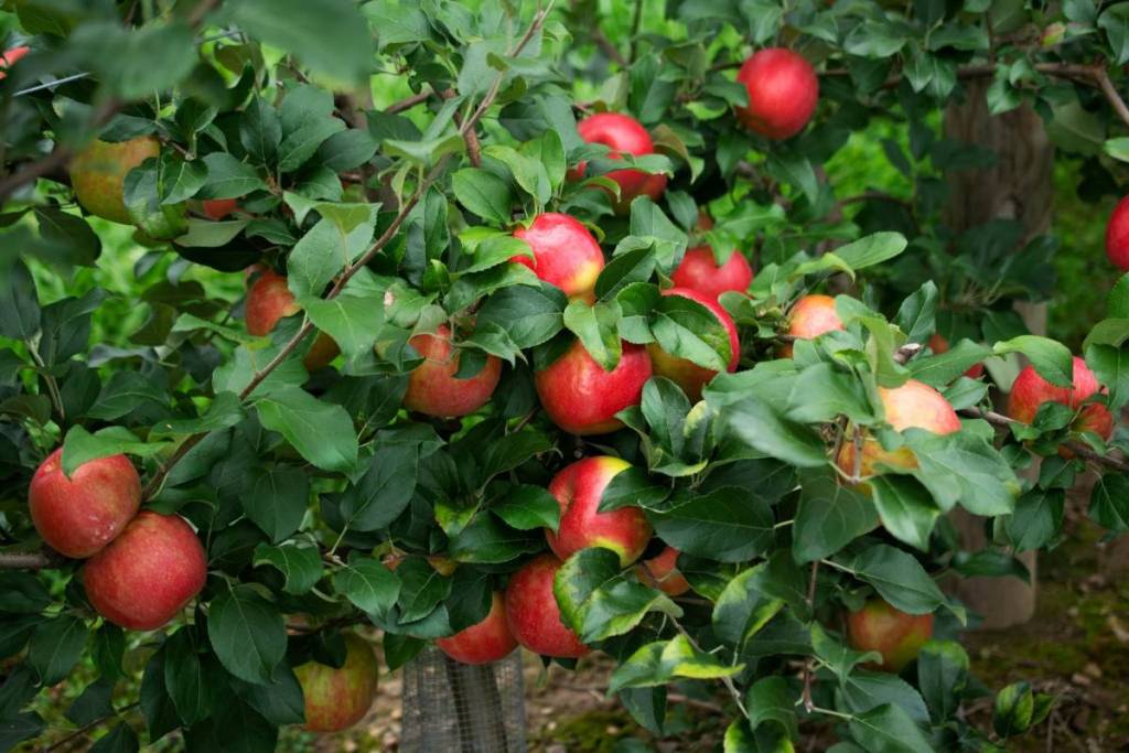 Beak and Skiff Apple Orchards
