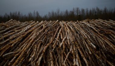 DEC: Follow the NYS firewood regulations to help protect New York’s trees – Troy Record