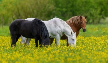 25 horses intercepted en route to Canada in enforcement of NY horse slaughter law
