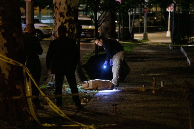 Police investigate after Jacqueline Billini, Levaughn Harvin and a dog (pictured) were fatally shot on West 164th Street and Edgecombe Avenue in Manhattan, on Friday, September 29, 2023. (Gardiner Anderson for New York Daily News)