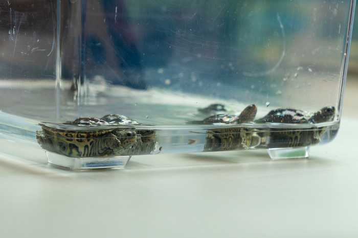 turtles in a tank