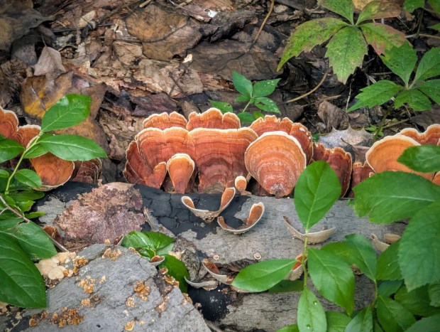 Penn State Extension Master Gardeners and the Philadelphia Mycology Club will present a program this fall at Smedley Park for people to learn about and explore the fascinating world of fungi. (COURTESY OF DOUG HENRY)
