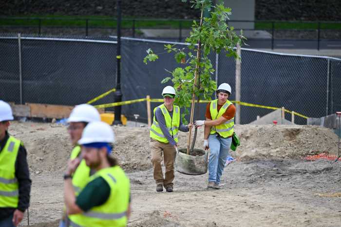 people carrying a tree