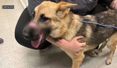 Dog found in NY town with muzzle bound shut with electrical tape – NBC New York