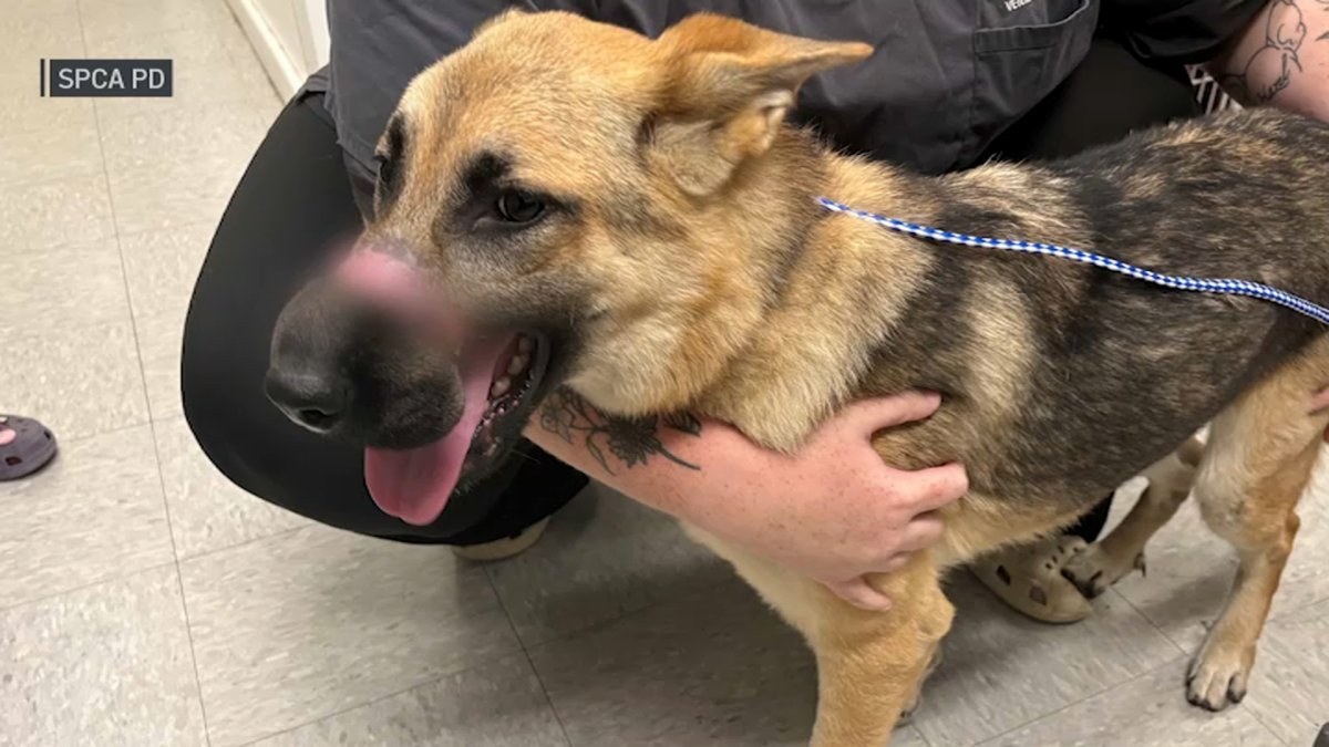 Dog found in NY town with muzzle bound shut with electrical tape – NBC New York