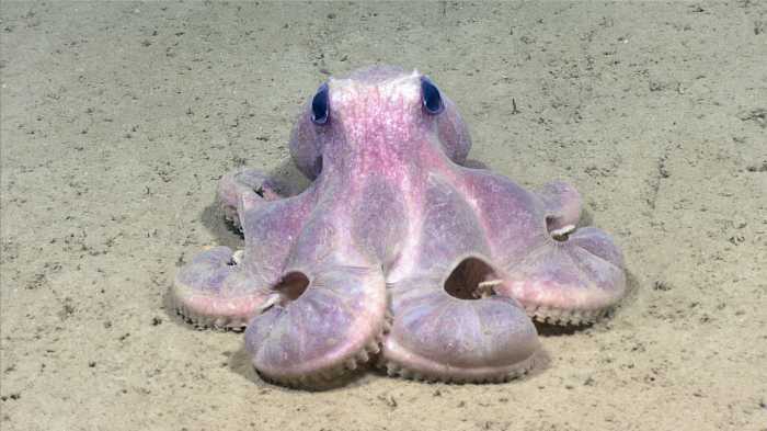 hudson canyon octopus