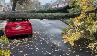News 12 | Bronx | Nyc Parks Crews Prepare For Downed Trees As Noreaster Approaches