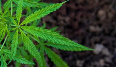 Op-Ed | New York built a billion-dollar cannabis market. Now it needs to let operators breathe
