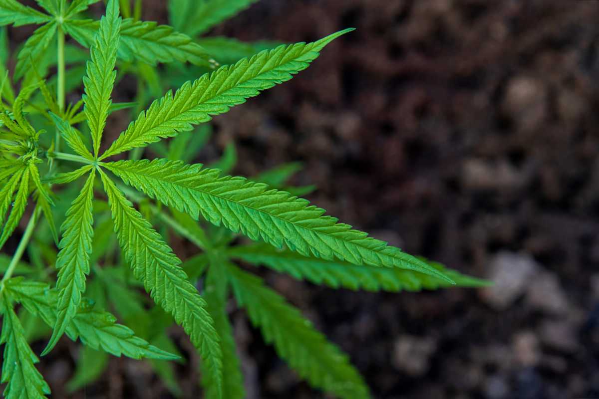 Op-Ed | New York built a billion-dollar cannabis market. Now it needs to let operators breathe