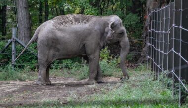 Doc Filmmaker Penny Lane Sets Next Feature, 'Happy' About Bronx Zoo Elephant