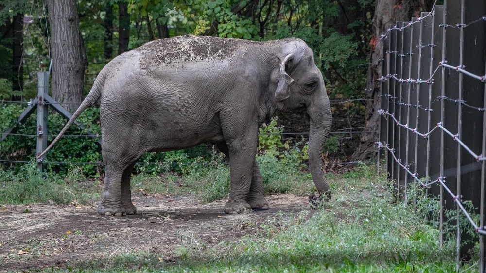Doc Filmmaker Penny Lane Sets Next Feature, 'Happy' About Bronx Zoo Elephant