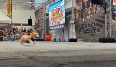 Corgi racing comes to the Great New York State Fair