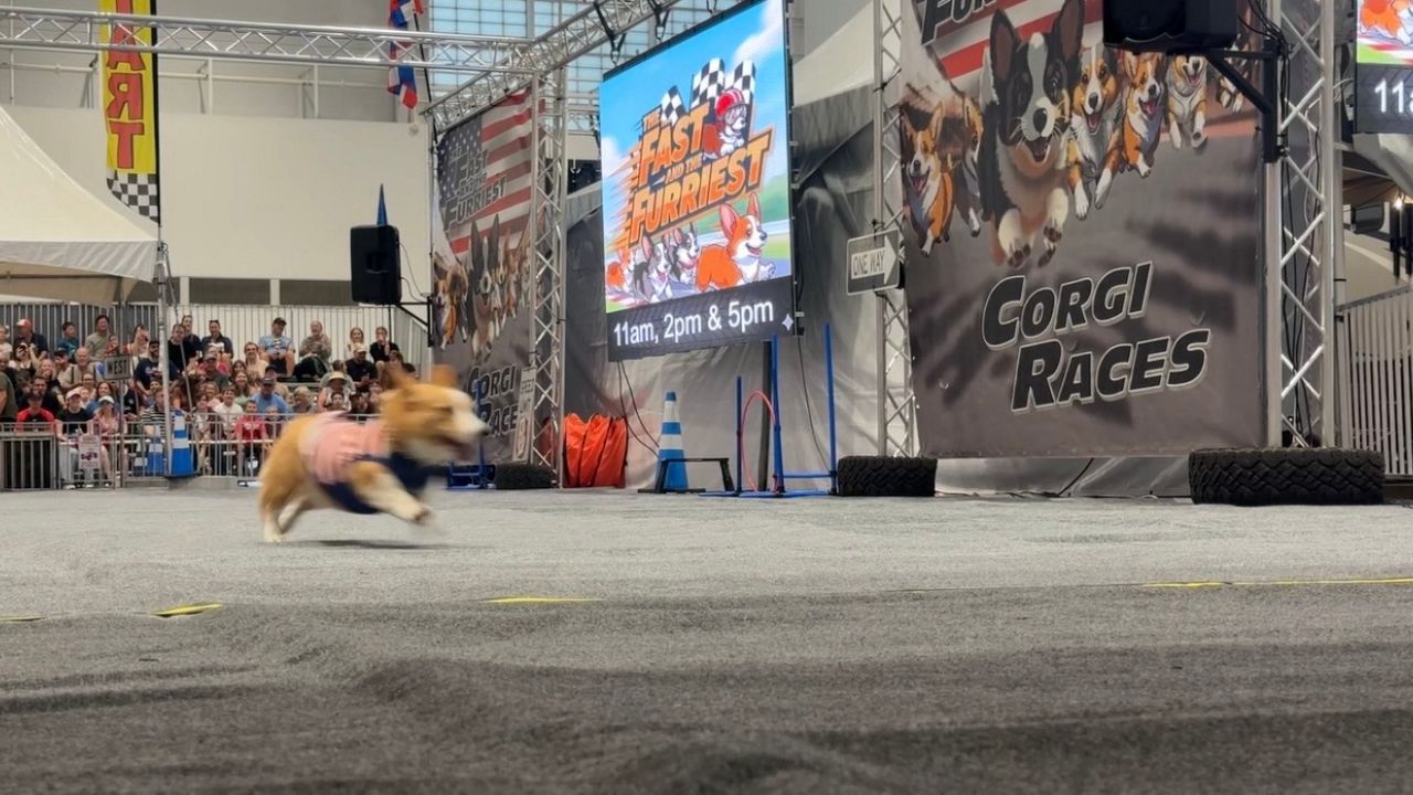 Corgi racing comes to the Great New York State Fair