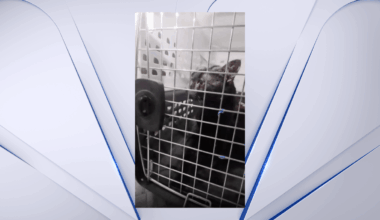 Stuck Long Island cat pulled to safety after long ordeal in wall – NBC New York