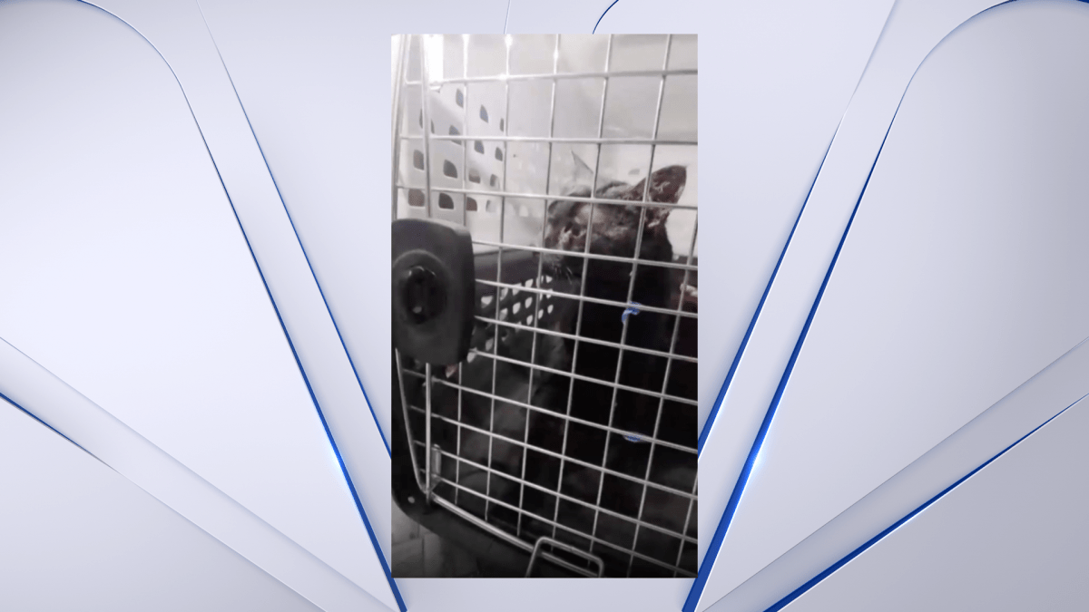 Stuck Long Island cat pulled to safety after long ordeal in wall – NBC New York