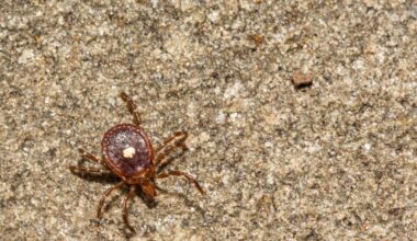 A Mysterious Tick Disease Has Been Spotted in New York