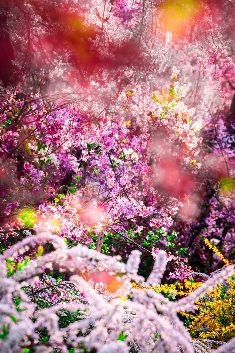 Mika Ninagawa’s “Feel the Flow(ers)” opens at the Brooklyn Museum in October.
