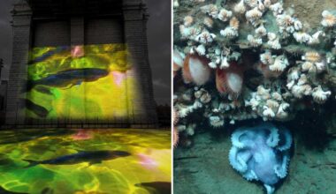 Immersive installation ‘Aqua Cosmos: The Hudson Canyon’ brings marine life to the Brooklyn Bridge • Brooklyn Paper