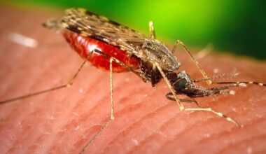 City Will Spray Upper West Side With Pesticides in Effort to Combat West Nile Virus