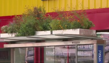 Can NYC bus stop gardens help halt flooding and keep riders cool? – NBC New York