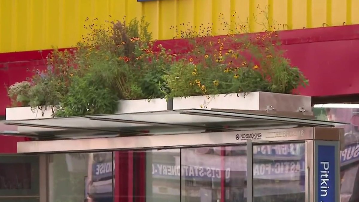 Can NYC bus stop gardens help halt flooding and keep riders cool? – NBC New York