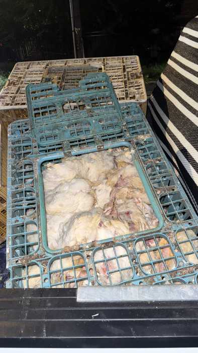 chickens crammed into a plastic crate