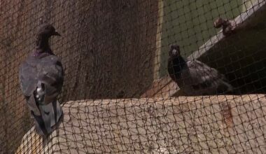 NJ bridge net meant to keep pigeons away. Birds got stuck instead – NBC New York