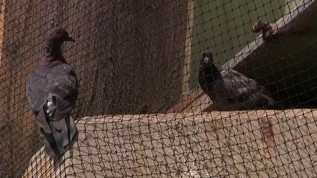 NJ bridge net meant to keep pigeons away. Birds got stuck instead – NBC New York