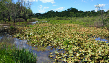New York's Port Authority considered turning 10,000 acres of New Jersey wetlands into a major jet airport in 1959, but local residents raised $1 million to buy the land instead — the Great Swamp is now a wildlife refuge supporting more than 240 bird species just 26 miles from Times Square