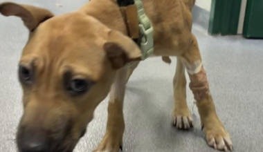 News 12 | Bronx | Police Search For Person Who Abandoned Malnourished Dog In Shirley