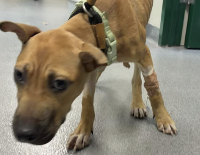 News 12 | Bronx | Police Search For Person Who Abandoned Malnourished Dog In Shirley