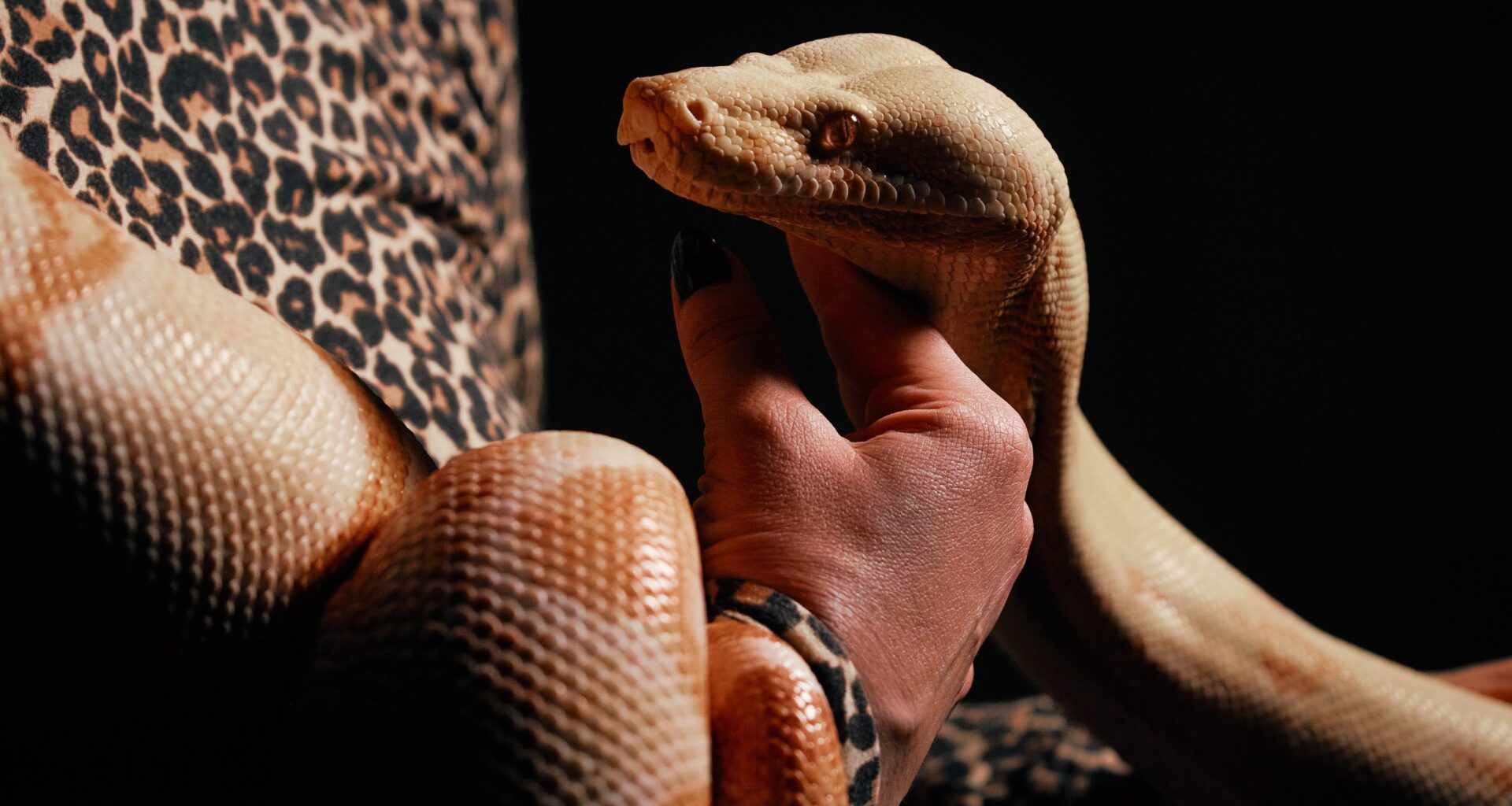 Photos show snakes auditioning for a role at New York’s Metropolitan Opera – WTOP News