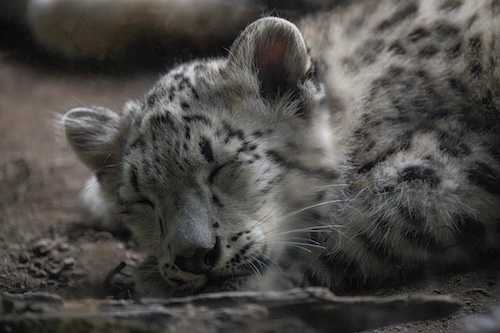 Meet the Bronx Zoo’s New Snow Leopard Cub 