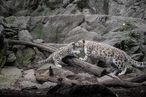 Meet the Bronx Zoo’s New Snow Leopard Cub 