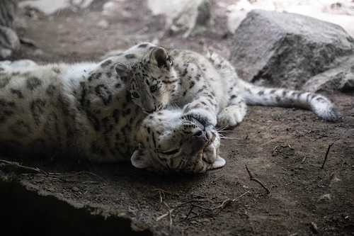 Meet the Bronx Zoo’s New Snow Leopard Cub 