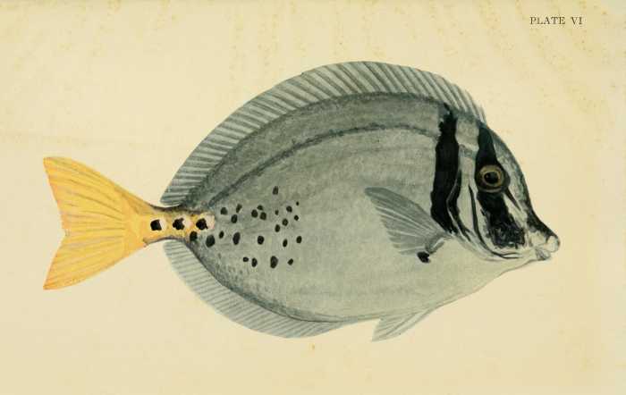 fish drawing