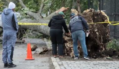 NYCHA worker killed by falling tree in East New York, Brooklyn – NBC New York