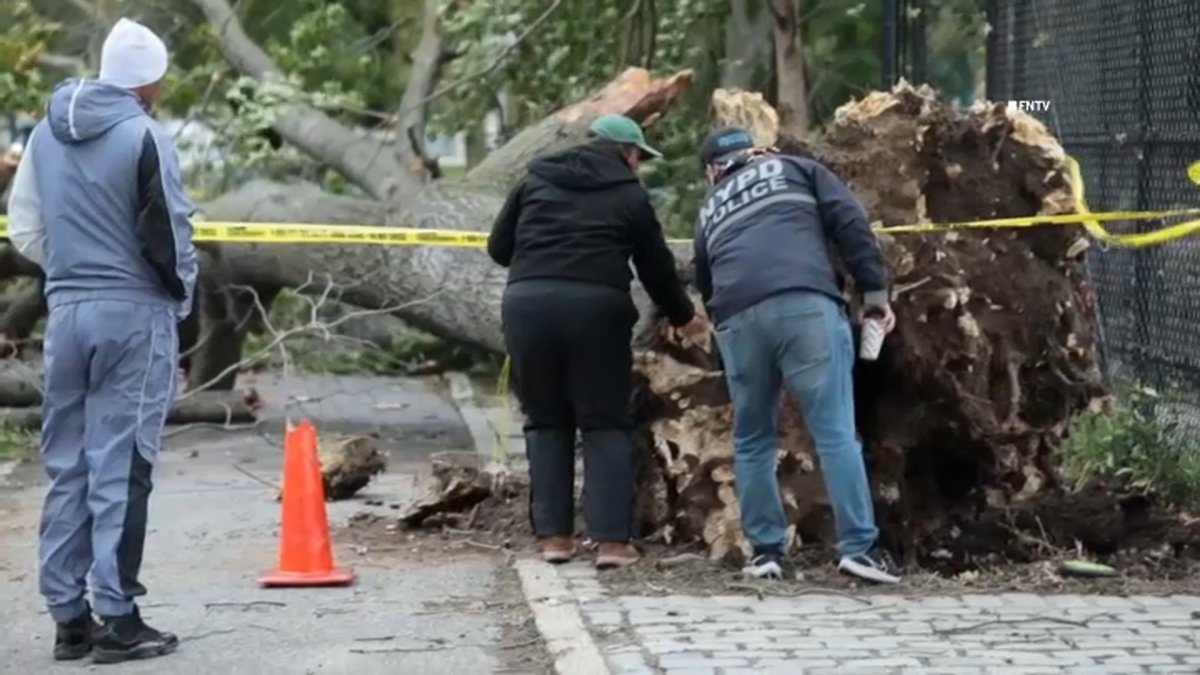 NYCHA worker killed by falling tree in East New York, Brooklyn – NBC New York