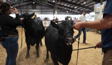 Exhibitors show beef cattle.