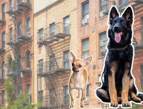 Addressing dog breed bias in renters’ insurance