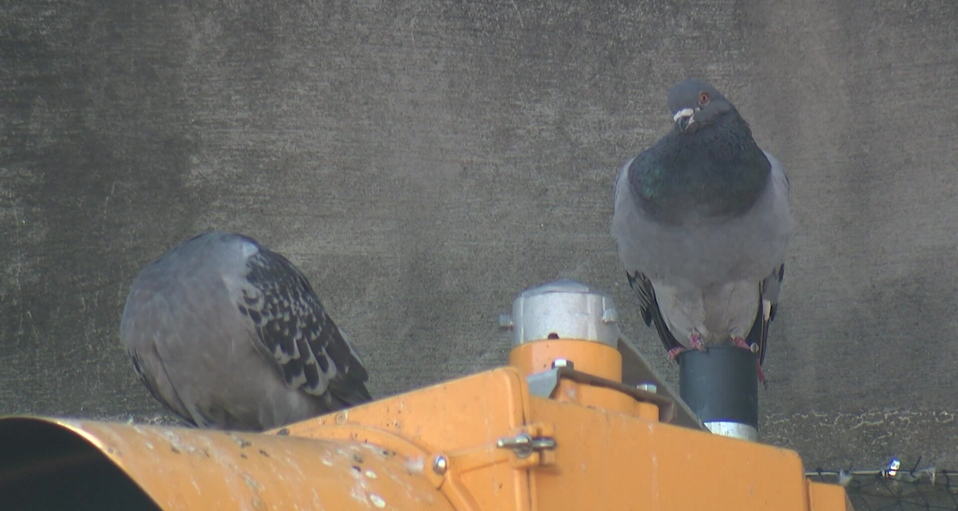 News 12 | Connecticut | Remaining Pigeons Trapped Under Bayonne Bridge Have Been Removed